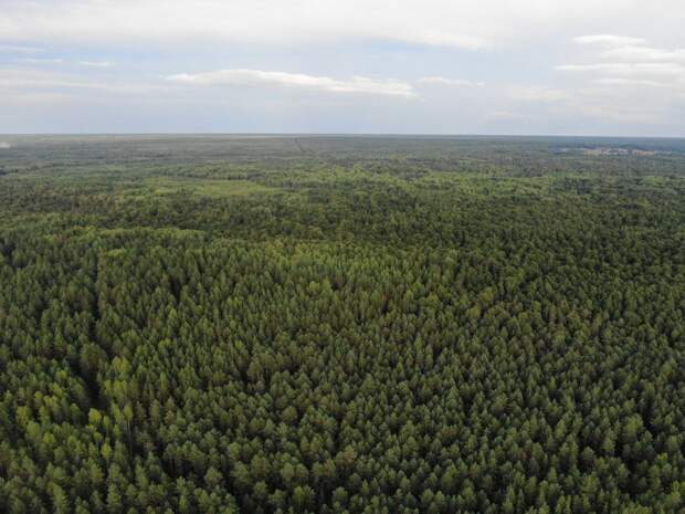 Нижегородская область заняла третье место по эффективности ведения лесного хозяйства в России