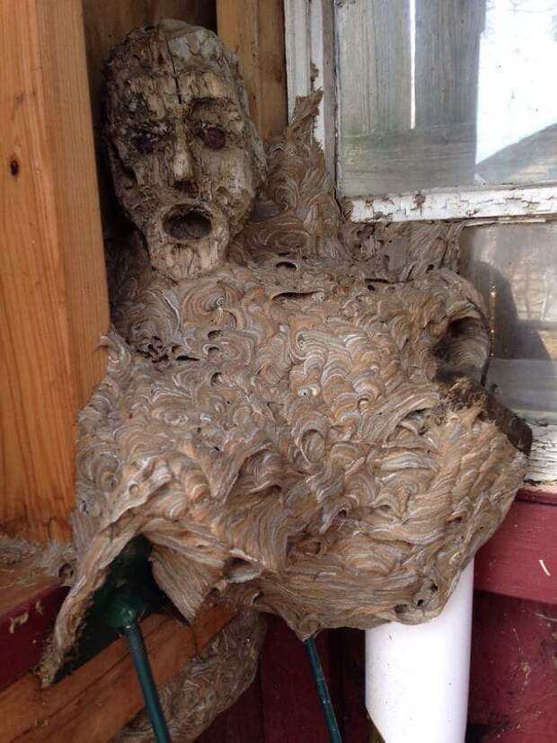 Заброшенное гнездо шершней Мой папа нашел в своем сарае, что он не был в течение пары лет. Глава представляет собой деревянную статую, с которой