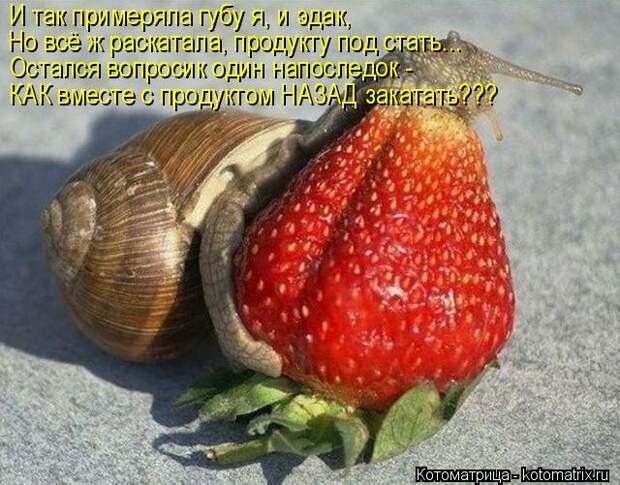 Котоматрица: И так примеряла губу я, и эдак, Но всё ж раскатала, продукту под стать... Остался вопросик один напоследок -  КАК вместе с продуктом НАЗАД зака