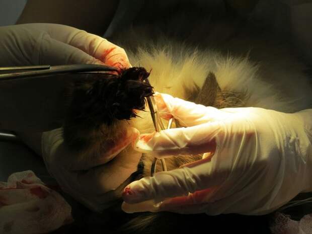 Что такое операция «Мягкие лапки» в ветеринарии?