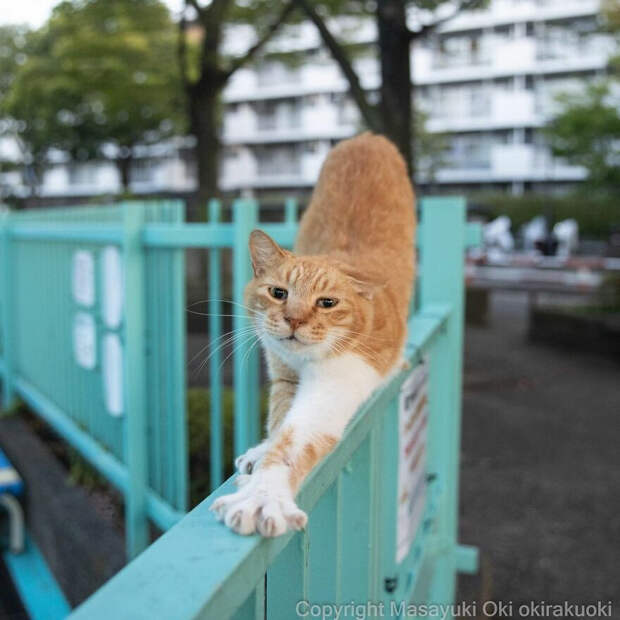 Японские уличные котики на снимках Масаюки Оки