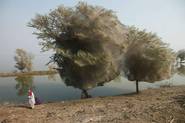 Спасавшиеся от наводнения пауки превратили деревья в футуристические коконы