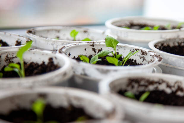 Садовник предупредил о типичных ошибках при первых посадках в марте