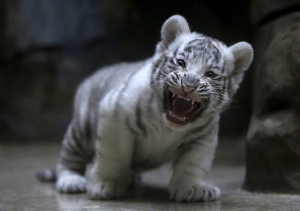 Недавно родился белый тигренок в зоопарке в Чешской Республике