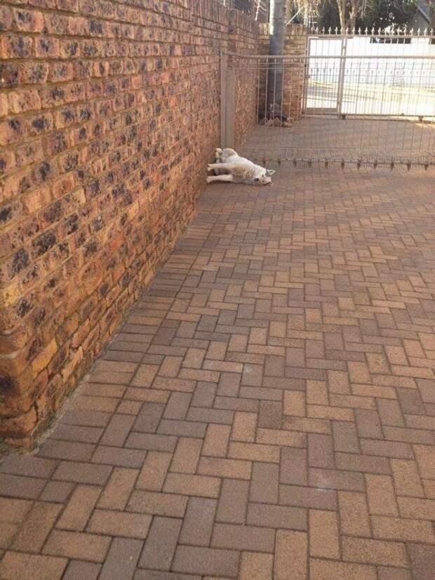 Это не домашние питомцы, а сплошной источник смеха!