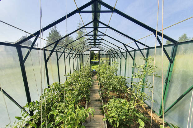 Угроза для дачников: инфекционист предупредил о смертельной опасности