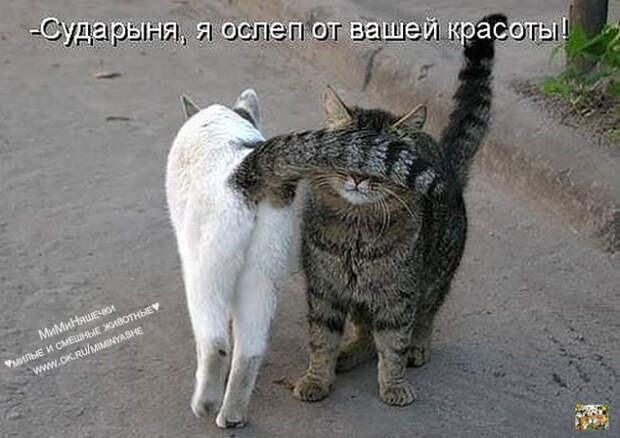 веселые картинки