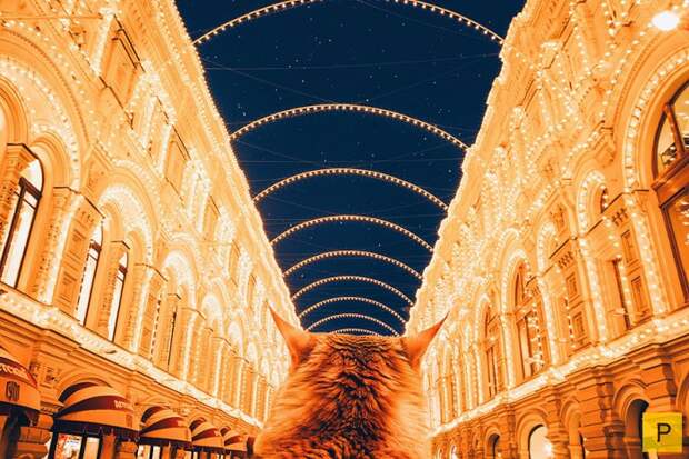 Роскошный рыжий кот по имени Котлета (27 фото) Роскошный рыжий кот по имени Котлета (27 фото)