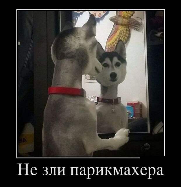 Шикарные Демотиваторы. Балдеем вместе!
