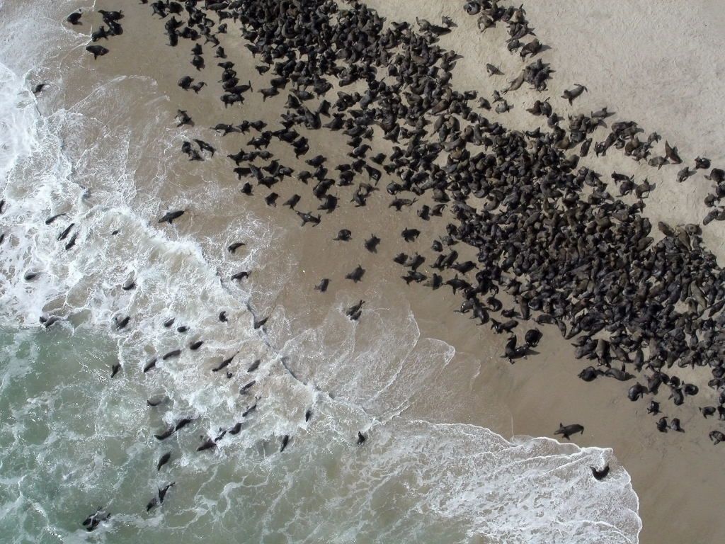 Национальный парк Берег скелетов в Намибии (Skeleton Coast Park)