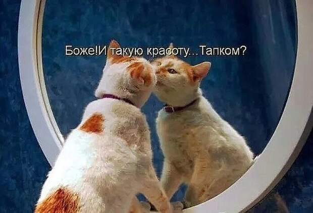веселые картинки