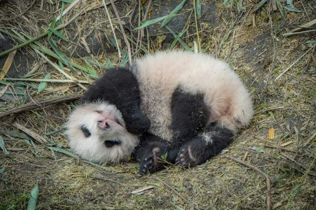 Ясли для панд в провинции Сычуань