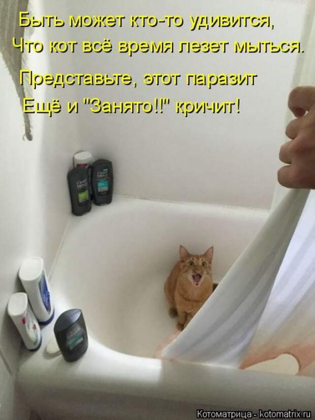Лучшая котоматрица недели (38 фото)