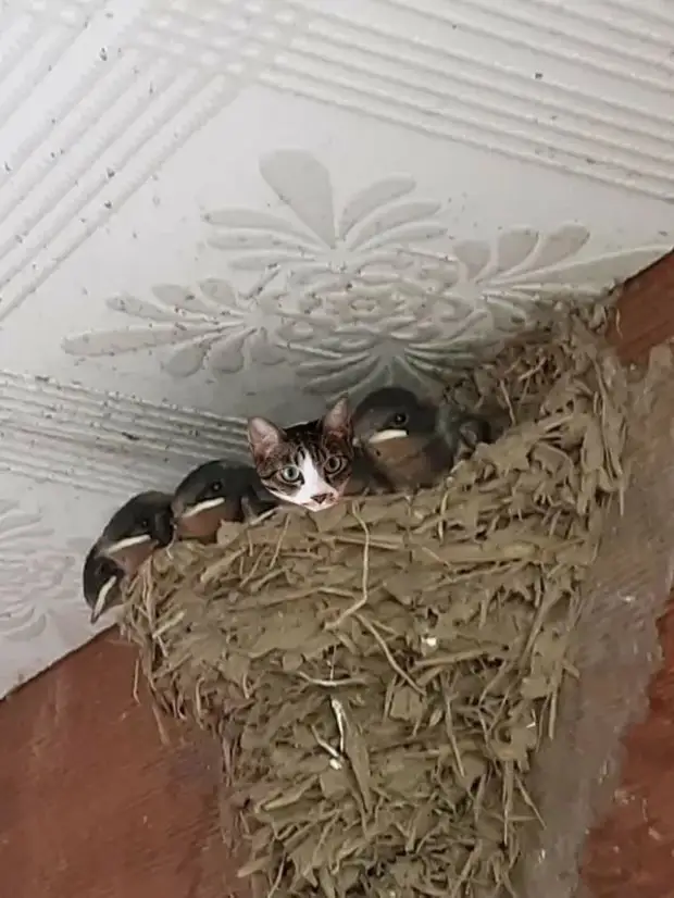 ������� �����, ����� �� ������� ������� ��������