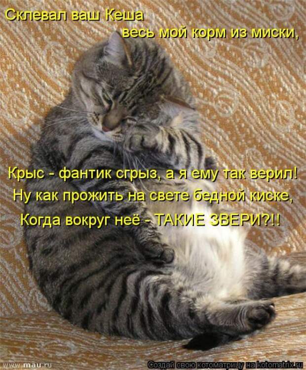 Котоматрицы(картинки с надписями)