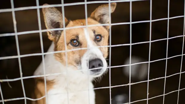 В Тарко-Сале в приюте для животных ввели карантин из-за чумки