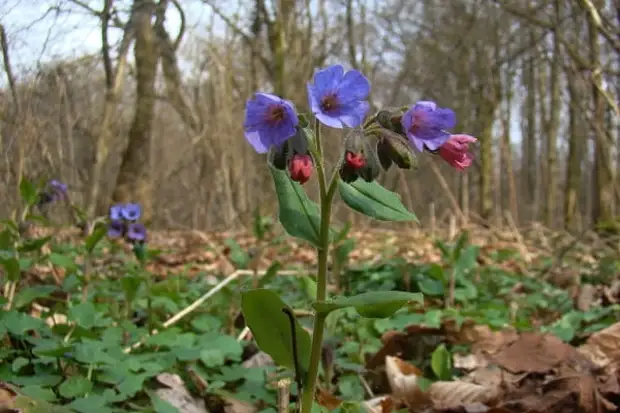 Картинка Фомаида Медуница Фомаида Медуница Приметы картинка