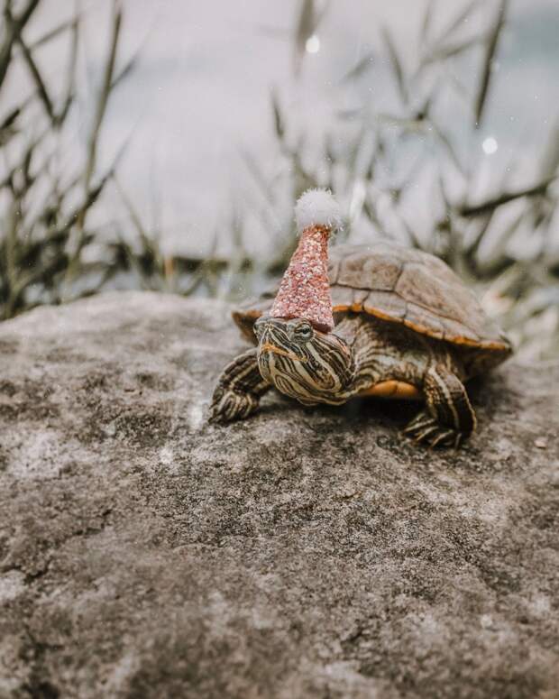 Приключения пары черепах на снимках в Instagram