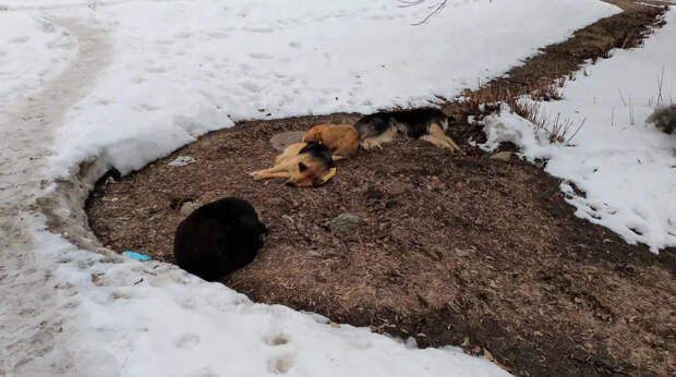 Суд обязал администрацию выплатить компенсацию подростку за нападение бездомной собаки