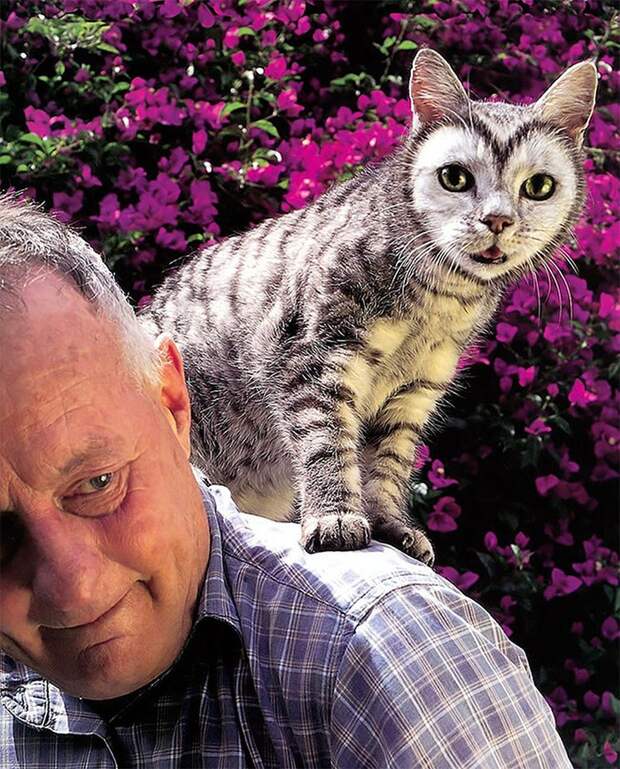 Кэтпейнтинг — это форма искусства или издевательство над животными? catpainting19 Кэтпейнтинг — это форма искусства или издевательство над животными?