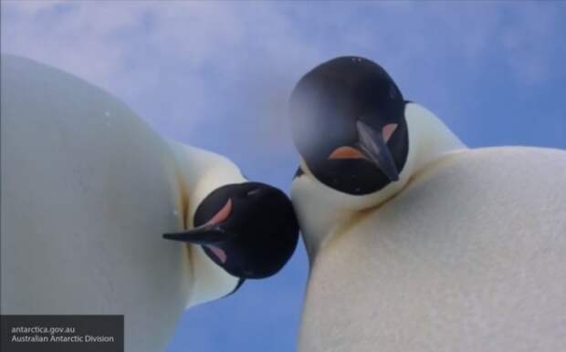 Ученые выяснили пользу глобального потепления для антарктических пингвинов