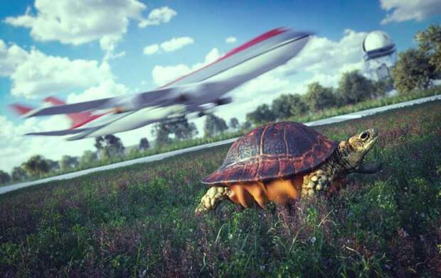 Быстро размножающиеся черепахи представляют опасность токийскому аэропорту