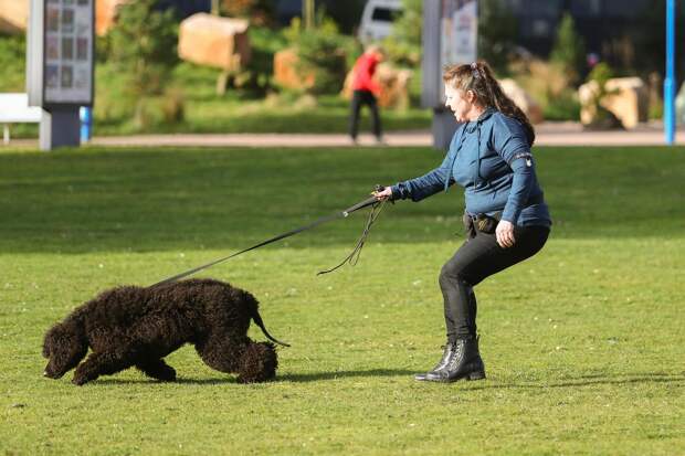 Выставка собак Crufts Dog Show 2019 проходит в Великобритании