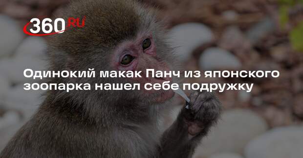 Одинокий макак Панч из японского зоопарка нашел себе подружку
