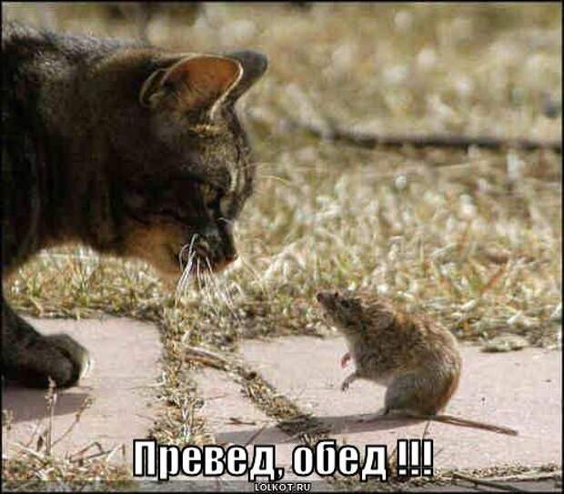 Мысли вслух :)