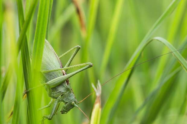 У саранчи нашли слабое место, и оно оказалось до смешного простым