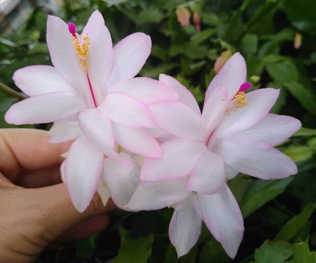 Schlumbergera truncata @celiavolpatoperocco