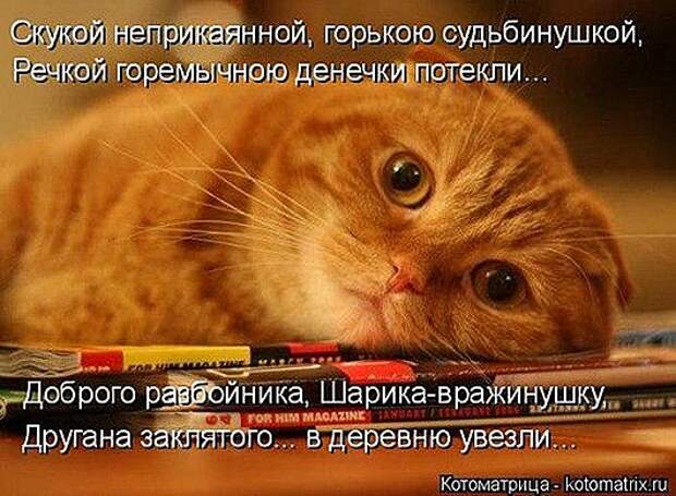 1414135155_kotomatricy-1