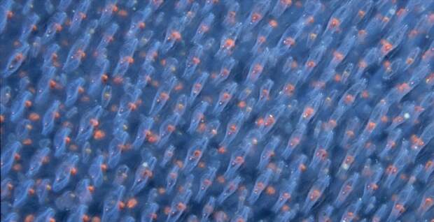 Магия живого света Магия живого света биолюминесценция, животные, насекомые, свет, свечение