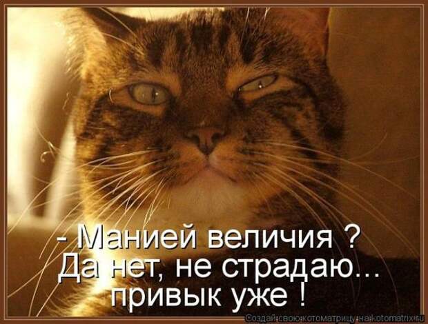 Котоматрица. Мысли вслух :)