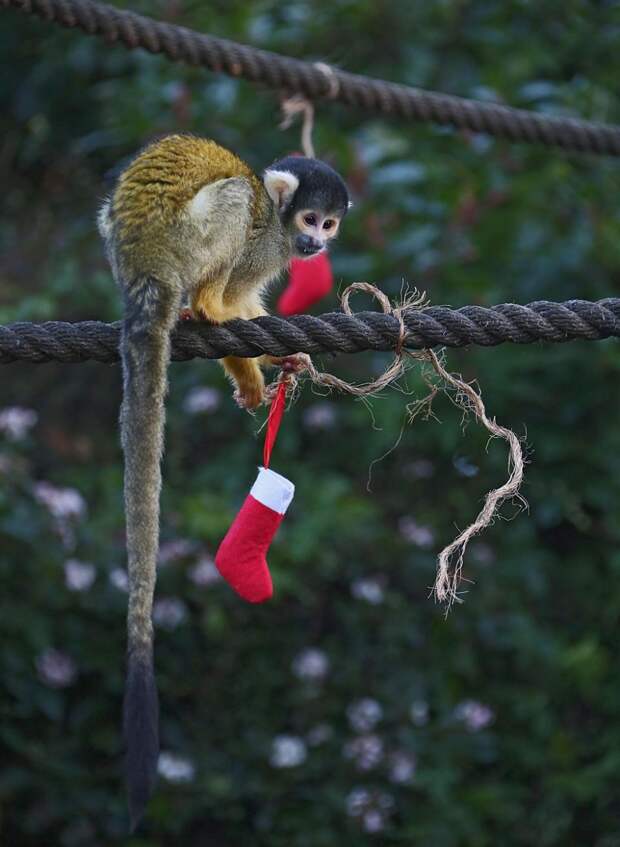 Обитателям лондонского зоопарка вручили рождественские подарки