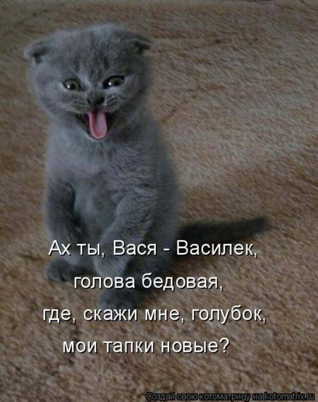 Новая котоматрица на Бугаге (33 фото)