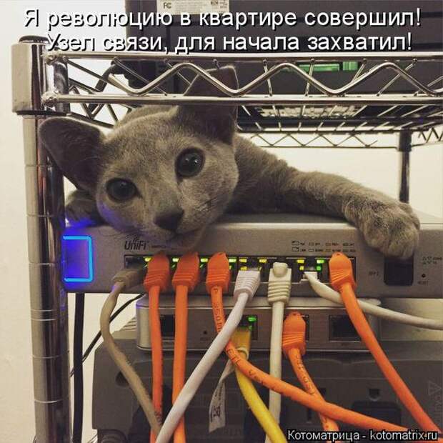Лучшие котоматрицы недели (50 фото)