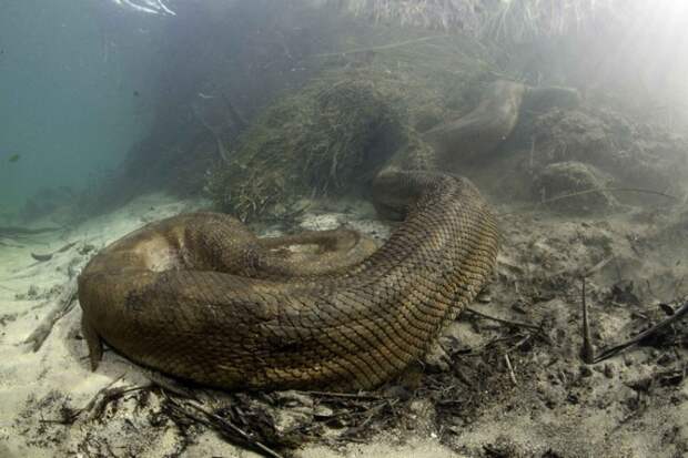 Swiss diver Franco Banfi went to the Mato Grosso region of Brazil to capture these amazing close-up of enormous anaconda snakes in their natural habitat. These underwater beasts feed on rodents, birds and fish, lurking close to surface coiled and ready to strike. PHOTOGRAPH PROVIDED BY IBERPRESS +393358099068 http://www.iber-press.com/ redazione@iber-press.com