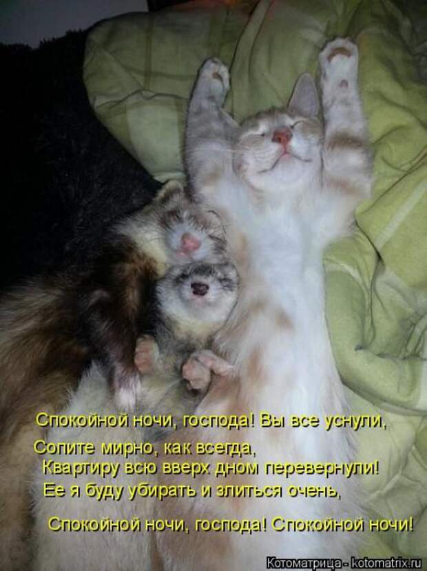Котоматрицы (картинки с надписями)