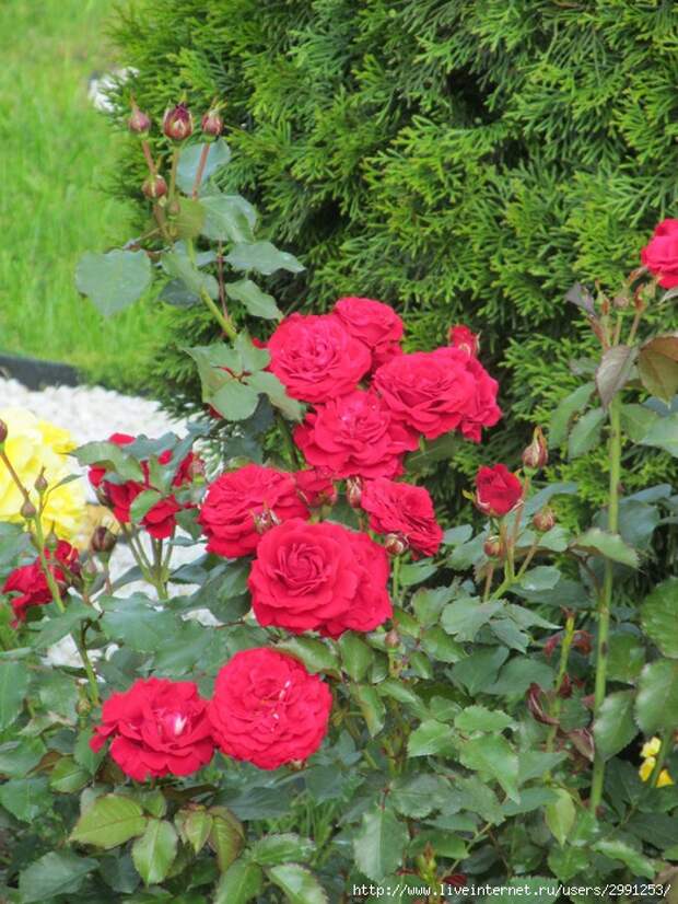 IMG_2839 (525x700, 320Kb)