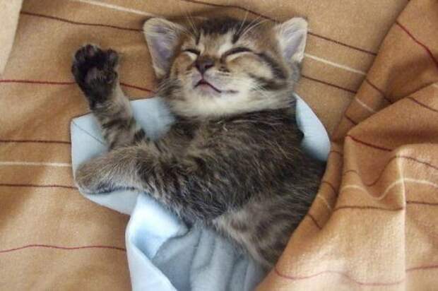 Спящие котята
