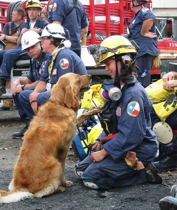 Бретань была последней служебной собакой из поисково-спасательного отряда, работающего во время трагедии 11 сентября. Ей было 2 года во время спасения людей 11 сентября, она дожила до 16 лет в мире, добро, домашний питомец, животные, милота, собака, спасение