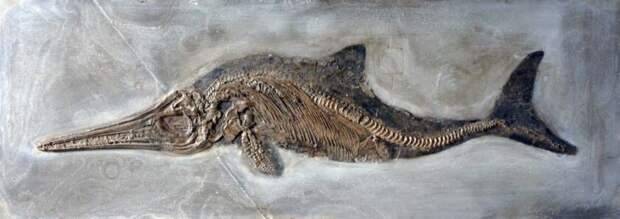 Окаменевший ихтиозавр