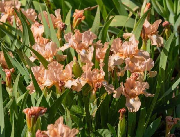 В Крыму начался Карнавал ирисов