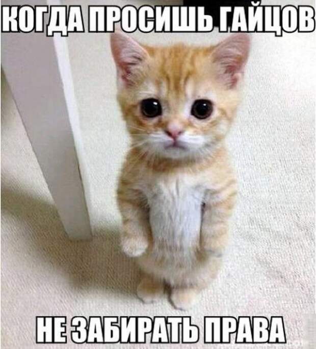 Свежие прикольные картинки (48 шт)
