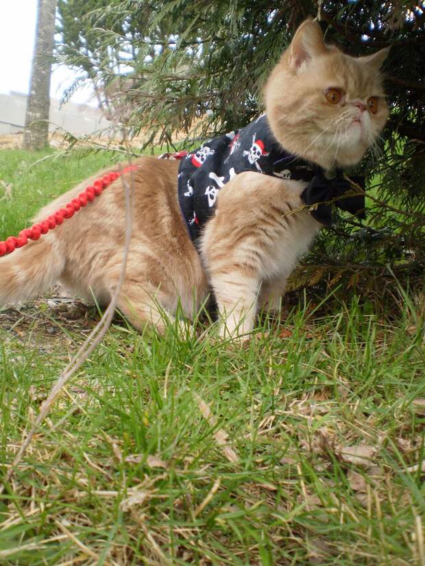 Без кота и жизнь не та