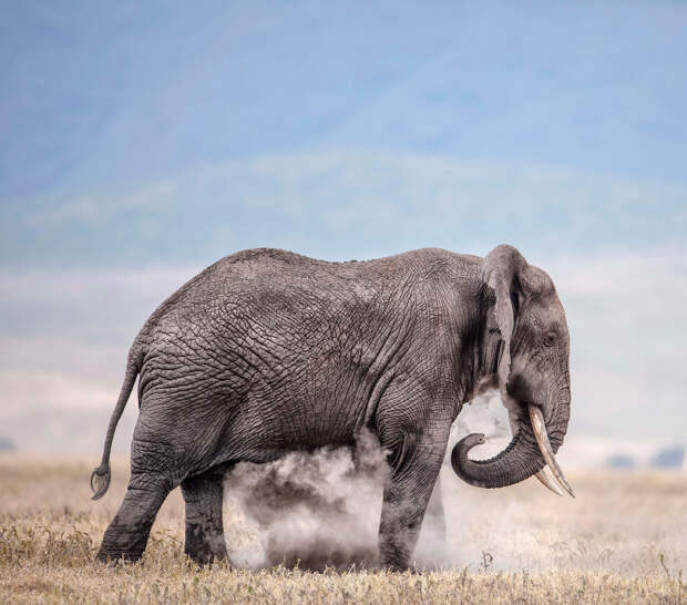 Слон купается в пыли