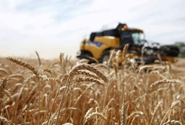 FILE PHOTO: A combine harvests wheat in a field in the settlement of Vinodelnensky in the Stavropol region, Russia June 28, 2016. REUTERS/Eduard Korniyenko/File Photo