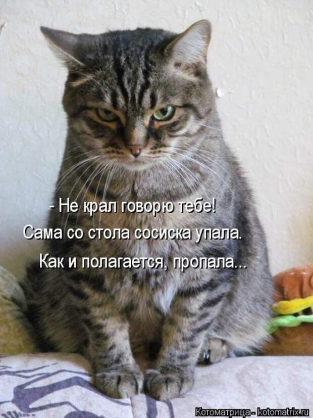 Новая котоматрица для настроения (20 фото)