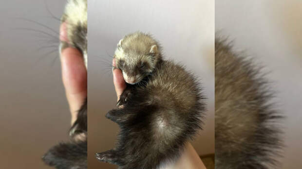 В Барнауле двухмесячный хорек оказался на приеме у ветеринаров после падения со стола